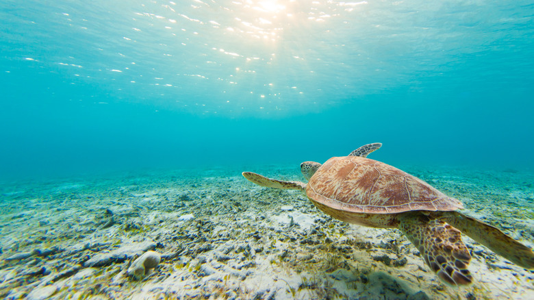 Green turtle swimming underwater