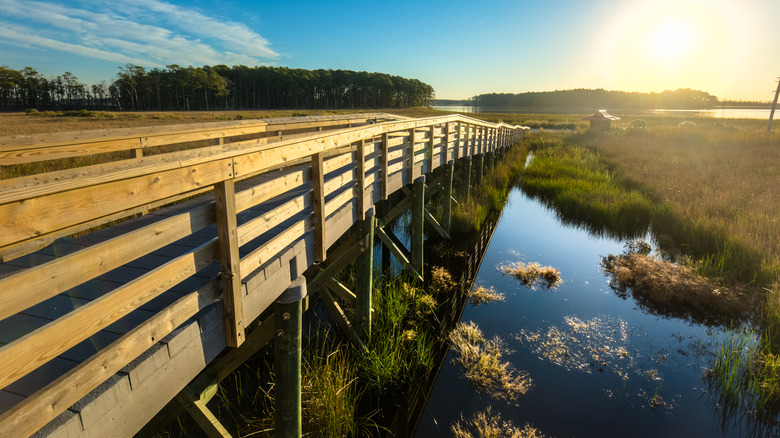 wooden boardwalk over wetlands