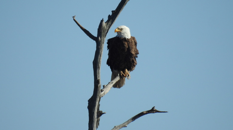 bald eagle on tree branch