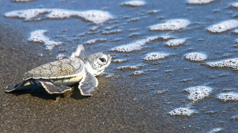 Baby sea turtle crawling toward ocean