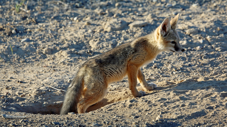 Kit fox coming out of its den