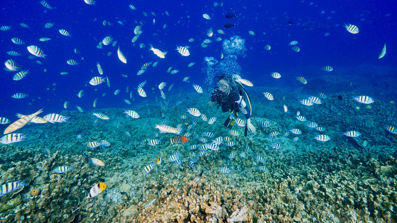 diver in Guam