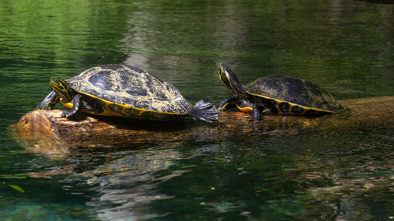 Turtles log Ichetucknee Springs Florida