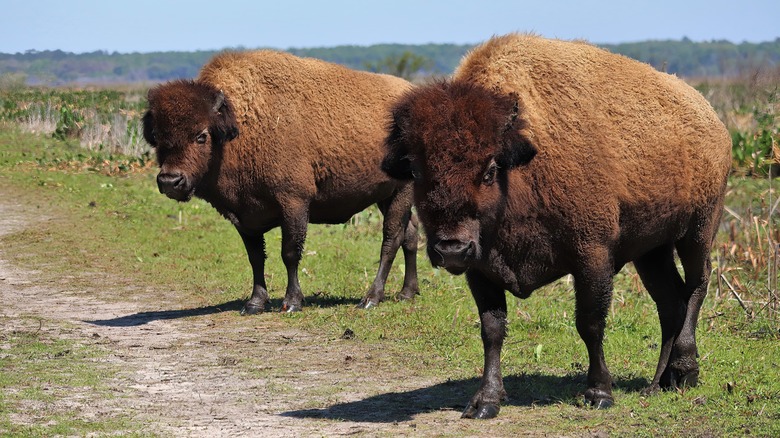 Bison roaming