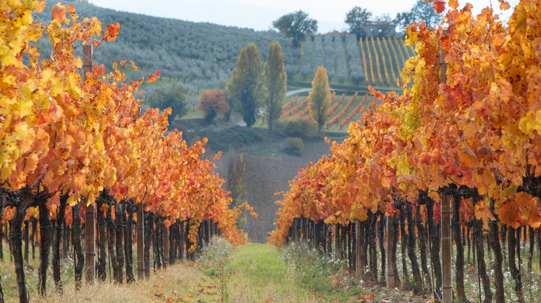 Montefalco vineyard, Umbria