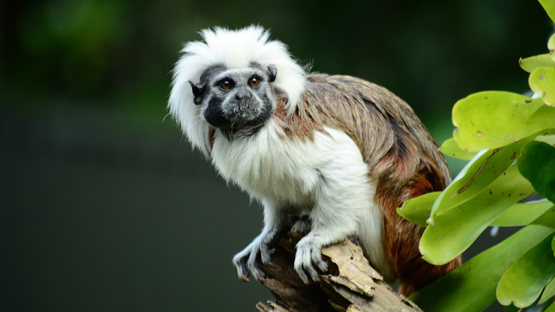 Cotton-top tamarin in Colombia