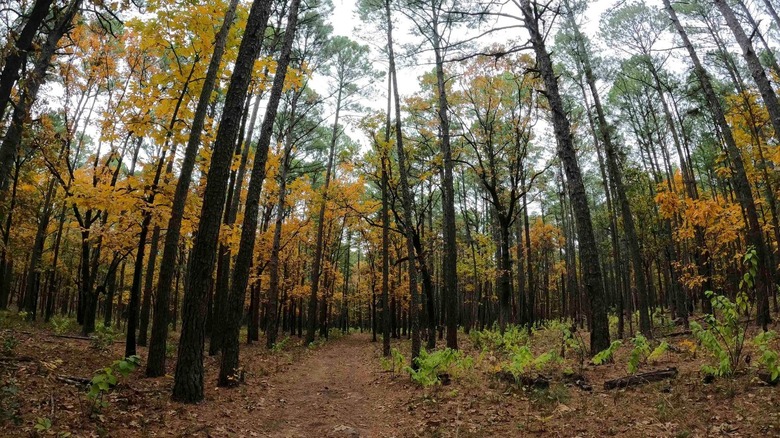 McGee Creek State Park trail during fall months