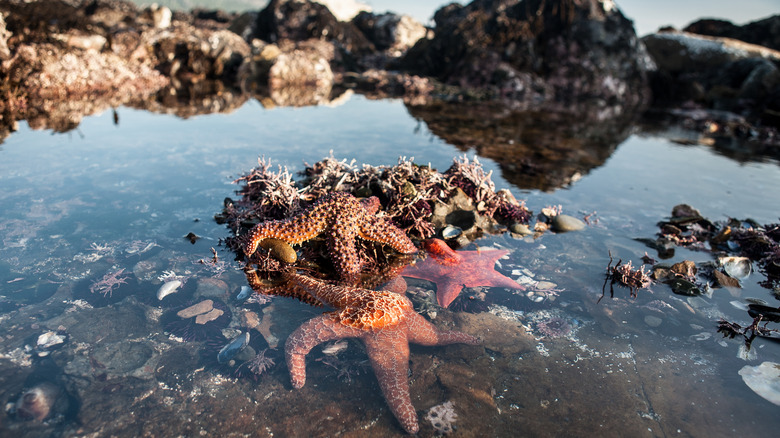 Sea stars in tide pool