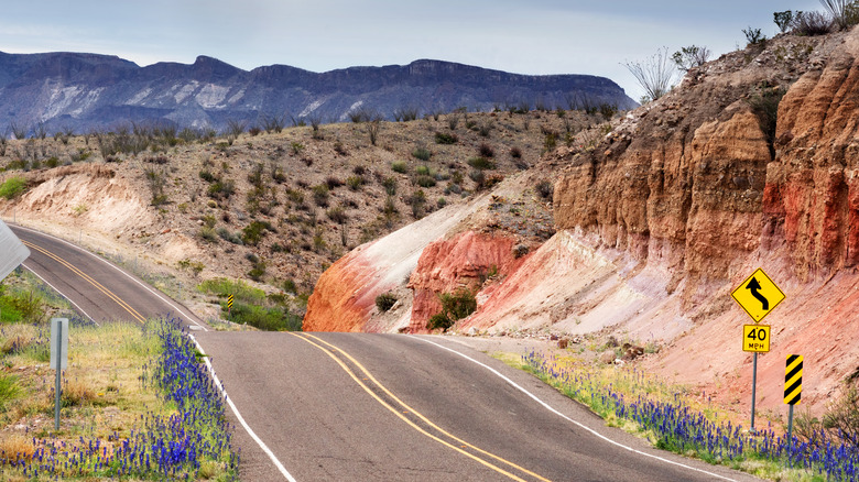 desert road with wildflowers