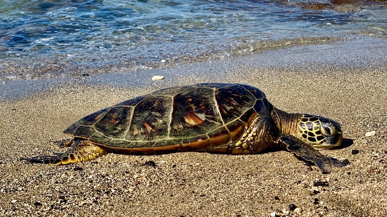 A green sea turtle at Kuki'o Beach, Hawaii