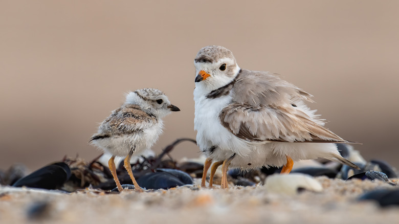 Piping Plovers on the sand