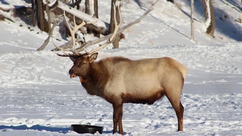 elk standing in snow