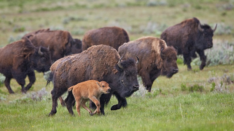 bison herd and calf