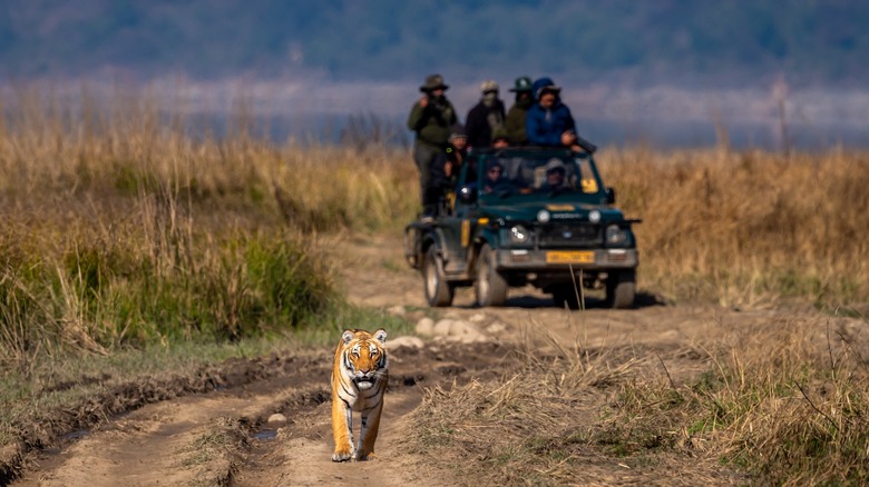 Safari vehicle following a wild tiger