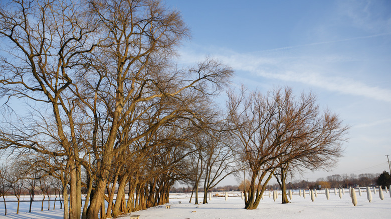 Snowy field in Dublin, Ohio 