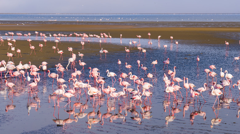 flamingoes feeding on beach