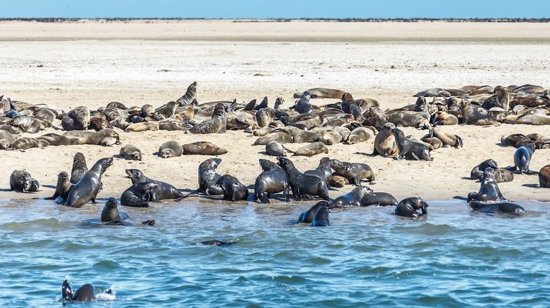 seals hanging out on beach
