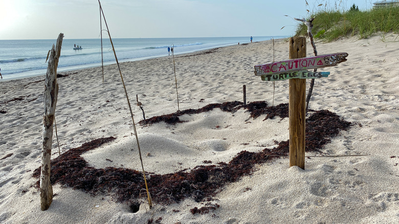 turtle nest on North Hutchison Island beach