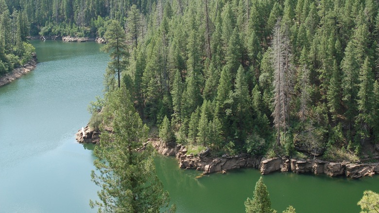 lake, shore, pine trees