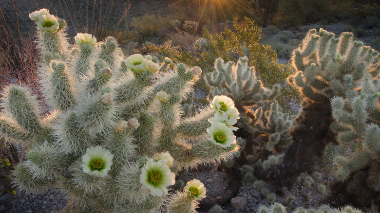 A Cholla Cactus at Organ Pipe Cactus National Monument