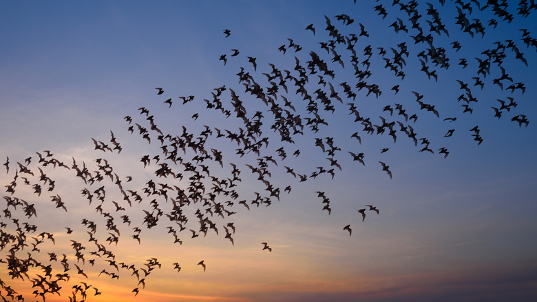 Bats flying at sunset