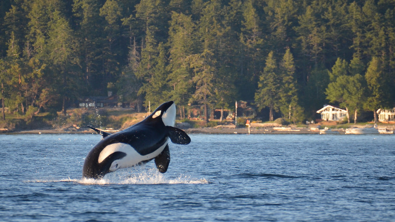 Orca jumping out of water