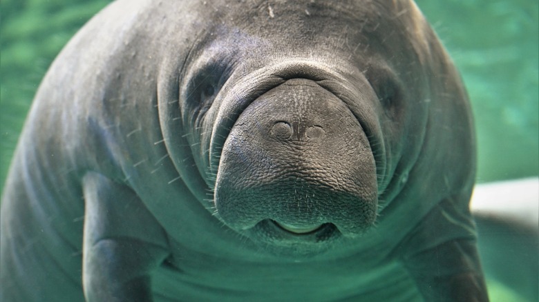 Close-up of a manatee underwater