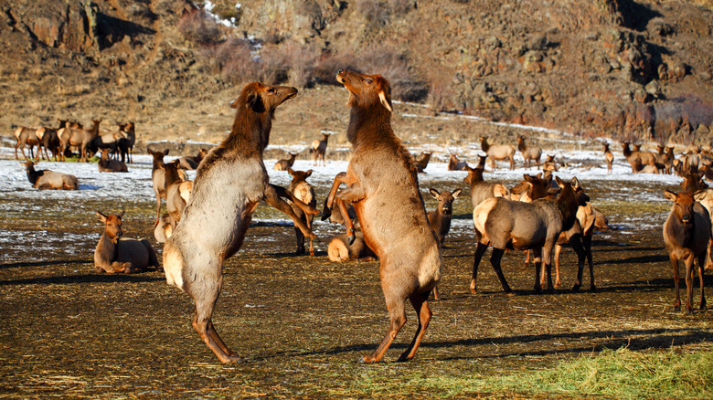 Elk on hind legs with others in background