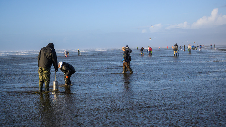 people searching for razor clams