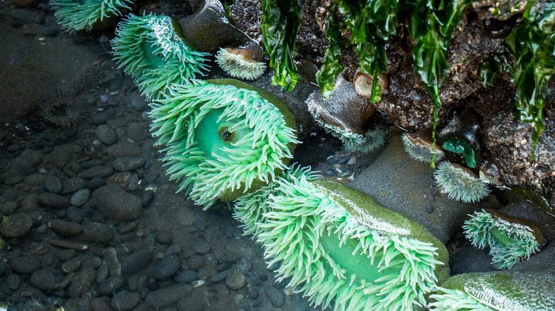 Tide pools at Ruby Beach 