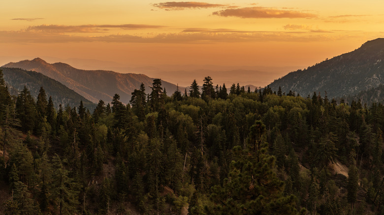 San Bernardino National Forest at sunset