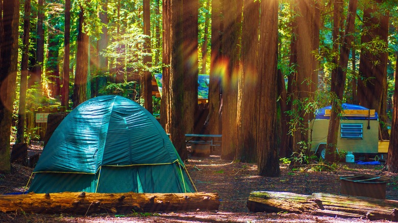 Tent in the redwood forest