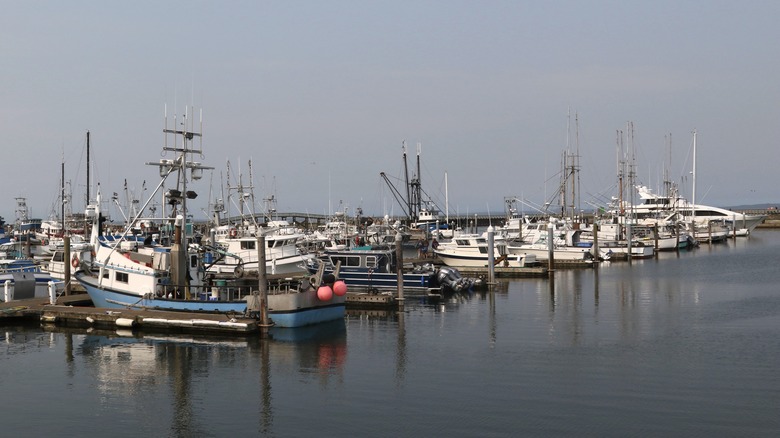 Fishing boats lined up in Westport