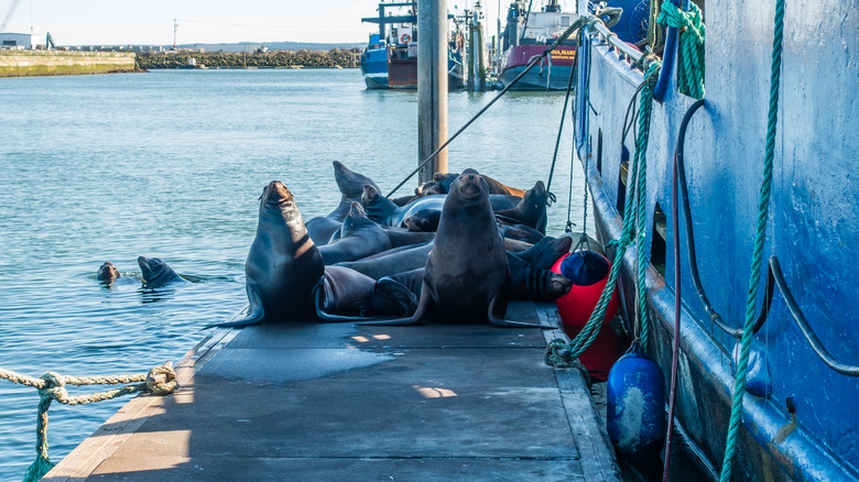 Sea lions on a Westport dock