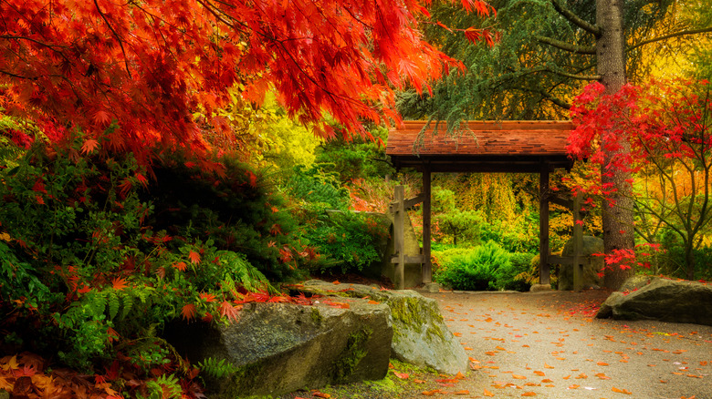 Kubota Garden's fall foliage