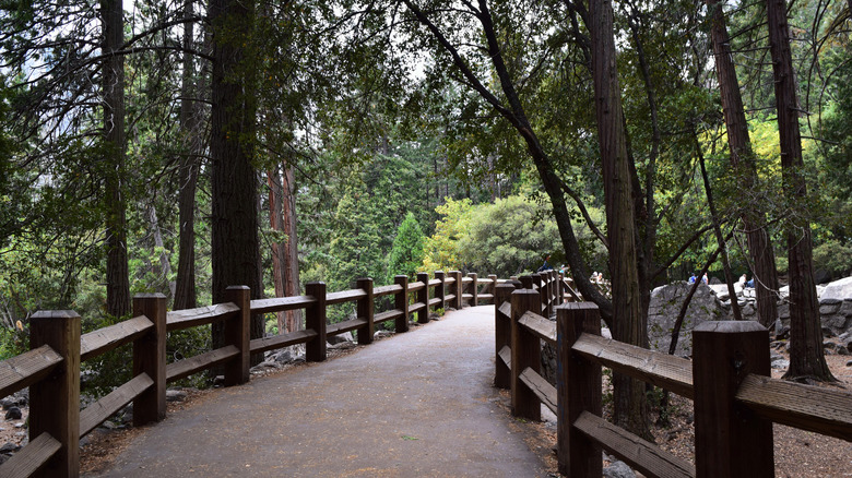 Footbridge through a pine forest