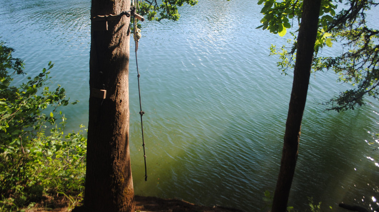 Tree with rope swing next to body of water