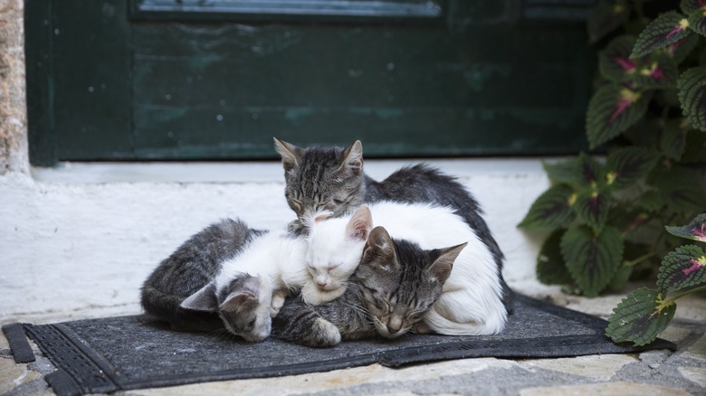 Feral cat mother with kittens