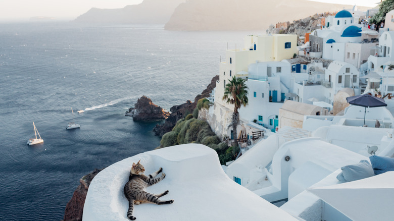 Cat resting on Santorini roof