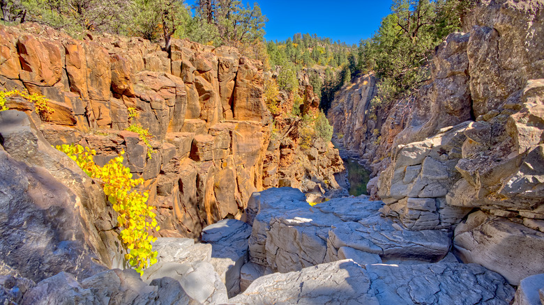 blocky canyon with forest