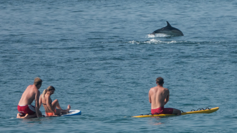 People viewing dolphin offshore