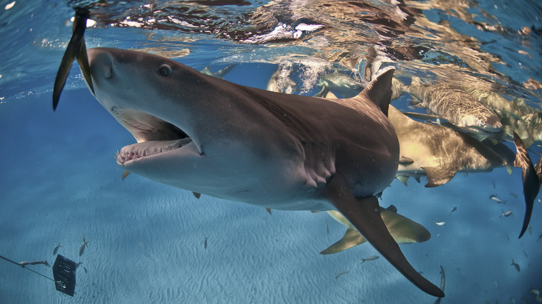 Shark feeding on fish