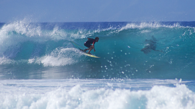 Shark in wave with surfer