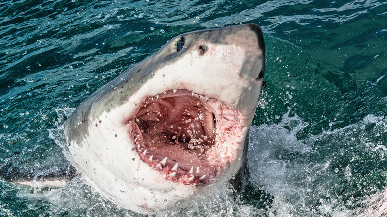 Great white shark breaching