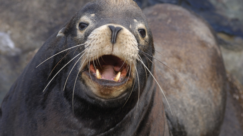 close-up shot of sea lion