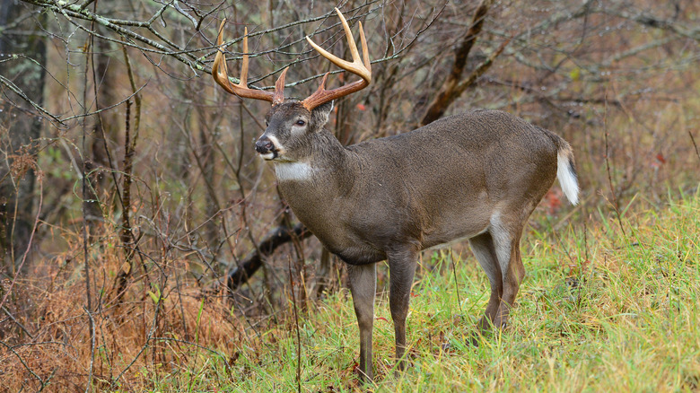 Deer on Cades Cove