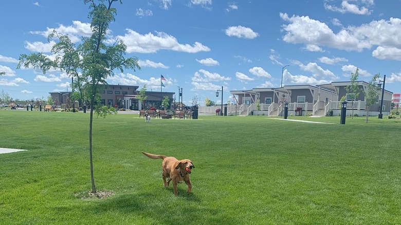 Dog running in RV park