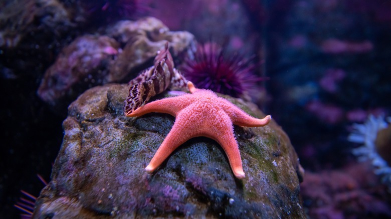 Starfish from the Seattle Aquarium