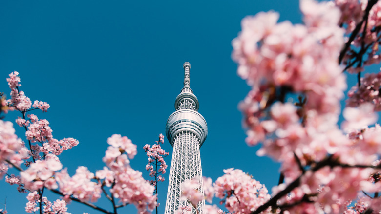 The Tokyo SkyTree and cherry blossoms