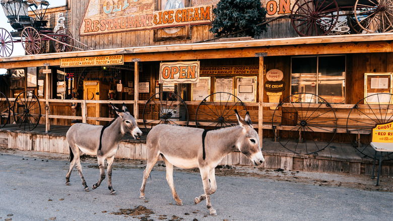 Wild donkeys crossing street